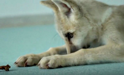 In Cina presentata Maya, il primo lupo artico clonato al mondo