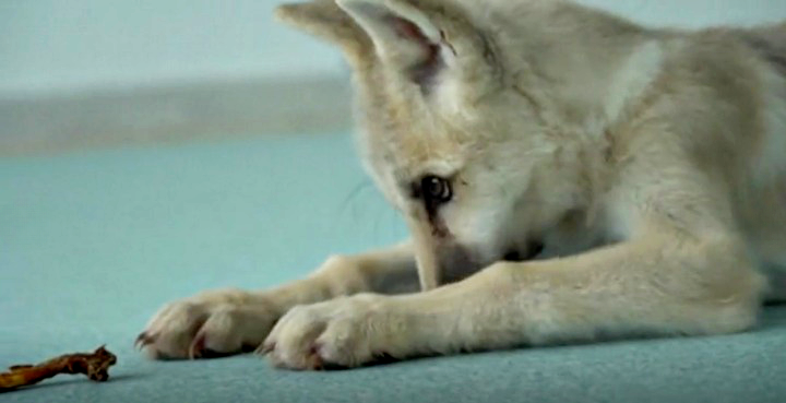 In Cina presentata Maya, il primo lupo artico clonato al mondo