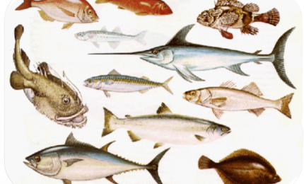 Mediterraneo, negli ultimi 130 anni 200 nuove specie di pesci