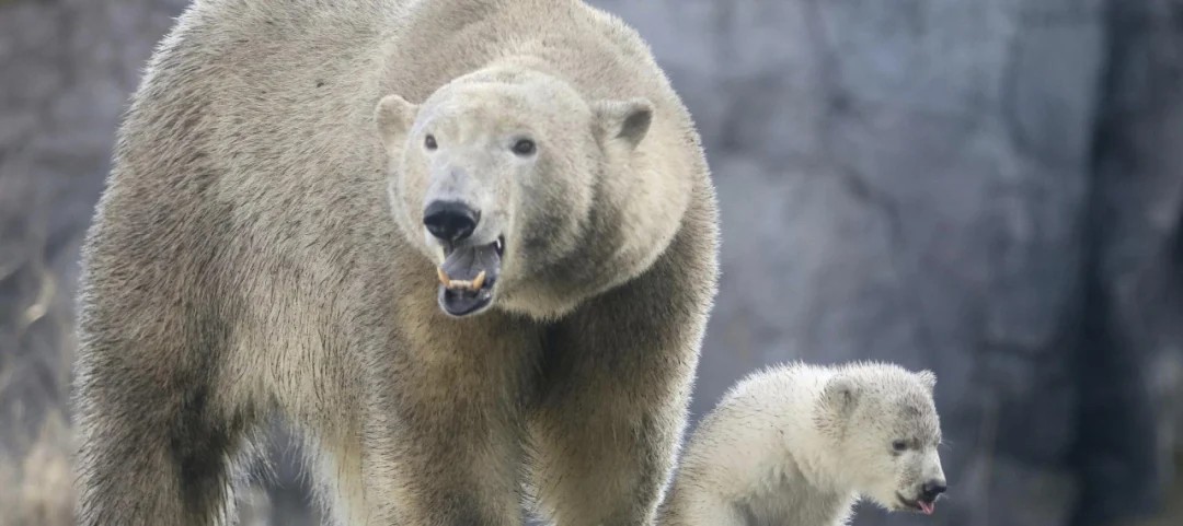 Sempre meno ghiaccio in Canada: a rischio gli orsi polari