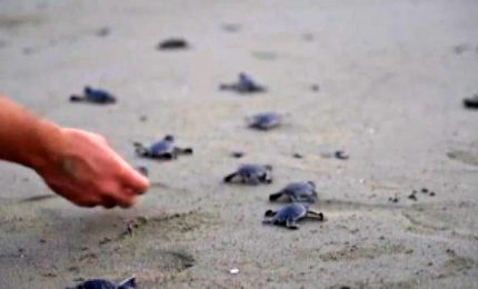 La liberazione di 300 tartarughine al tramonto a Cipro