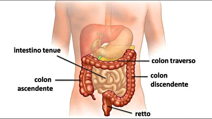 Scoperta “materia oscura” del colon-retto