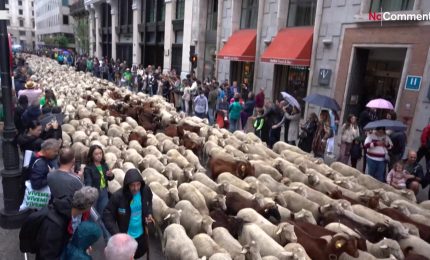Festa transumanza, Madrid invasa dalle pecore