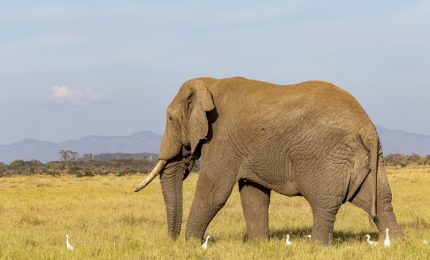E' morta l'elefantessa più anziana dell'Africa