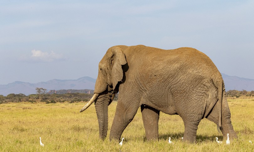 E’ morta l’elefantessa più anziana dell’Africa