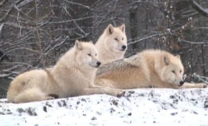 Nuovi lupi bianchi nel parco di Sainte-Croix