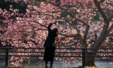 Inizio anticipato per la fioritura dei ciliegi a Tokyo