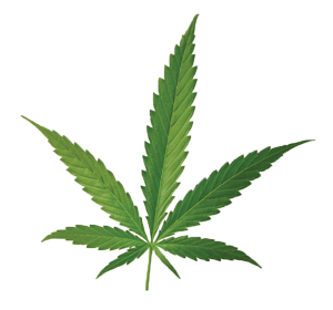 Omceo in prima linea sui rischi dell’uso cannabis