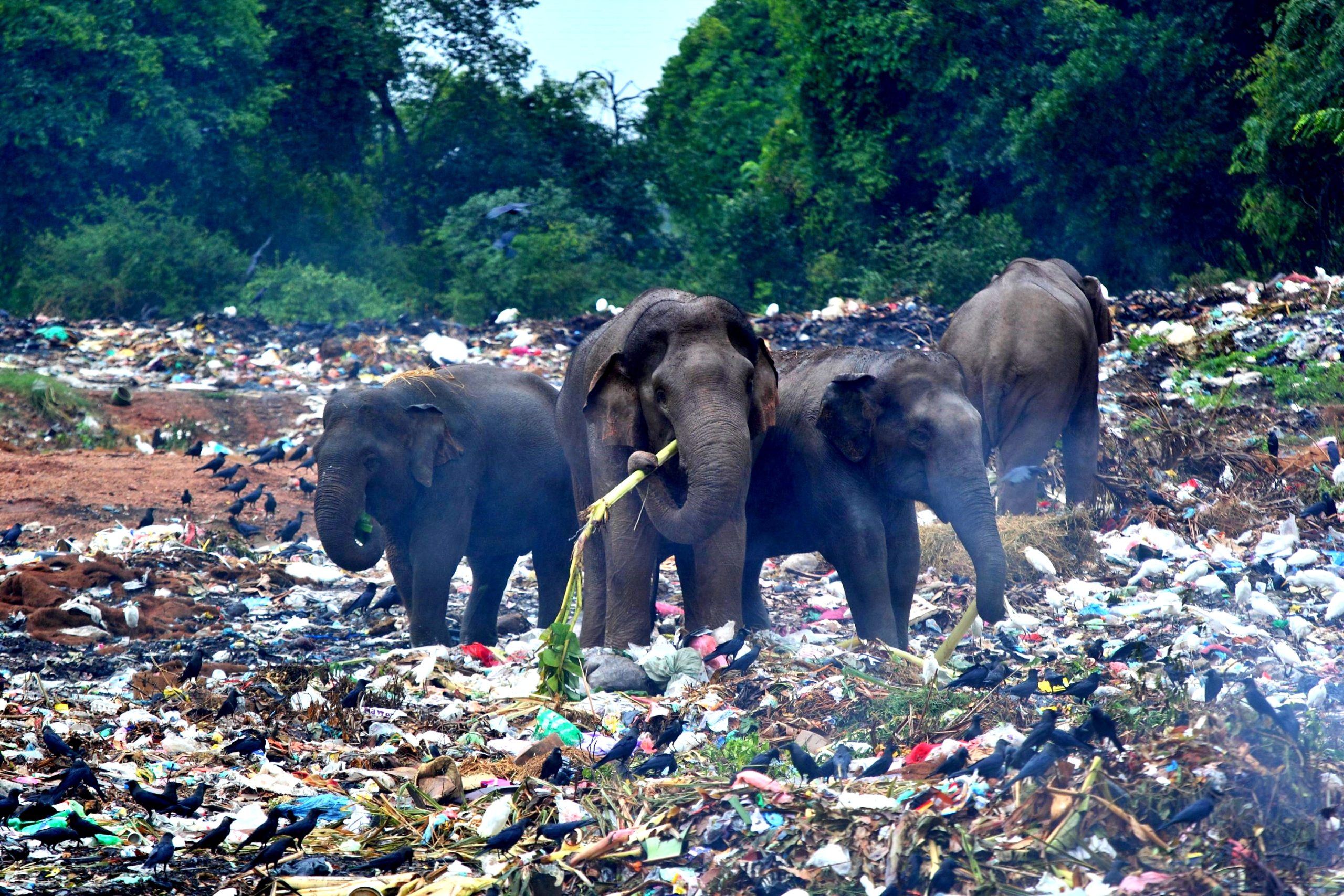 Elefanti alla ricerca di cibo in discarica, immagini terrificanti