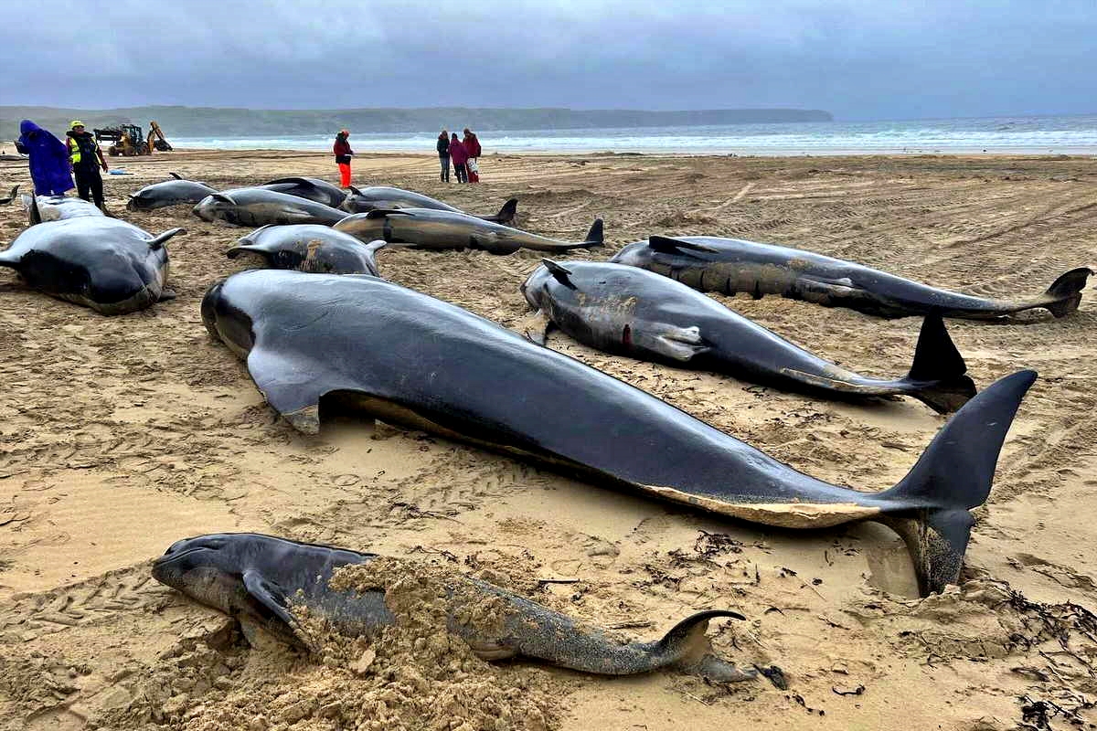 Più di 50 balene pilota spiaggiate su un’isola della Scozia