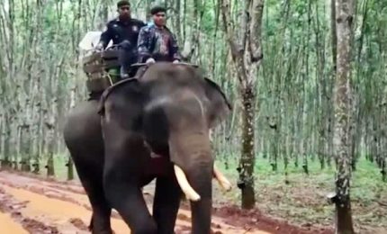 Cambogia i funzionari elettorali si muovono anche in elefante