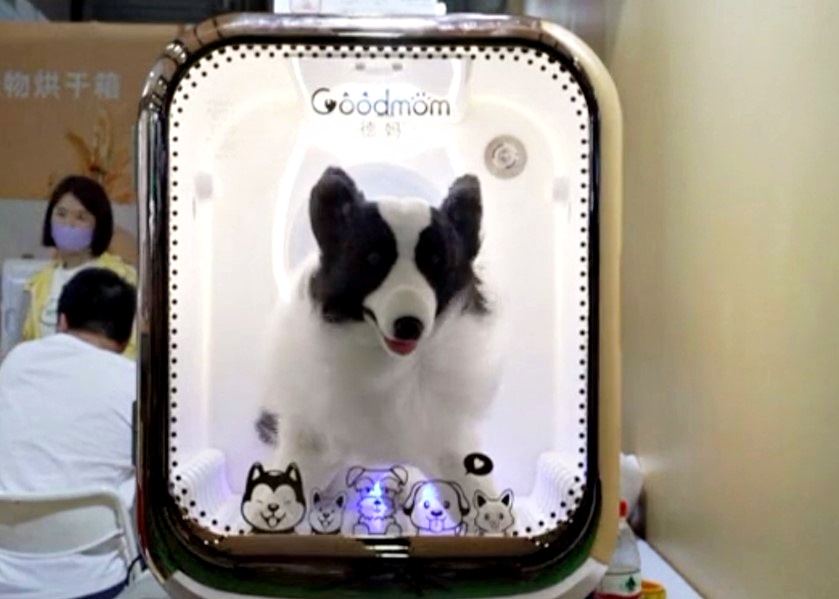 Cani clonati e robot di compagnia, la fiera degli animali a Shanghai