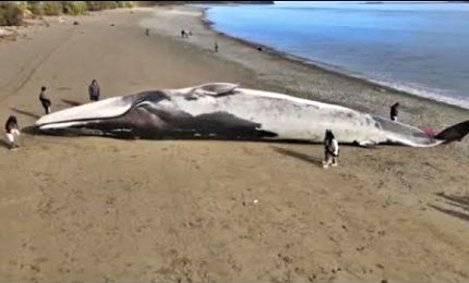 Un'enorme balenottera azzurra spiaggiata in Cile
