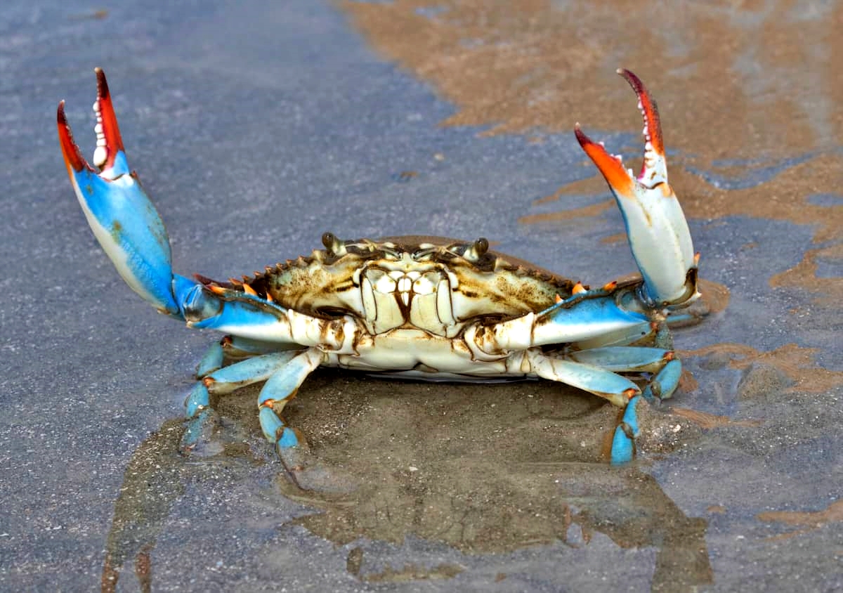 La minaccia del granchio blu, il “killer dei mari” in Italia