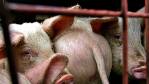peste-suina