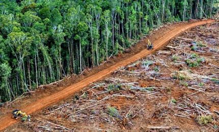 L'intelligenza artificiale cntro la deforestazione dell'Amazzonia