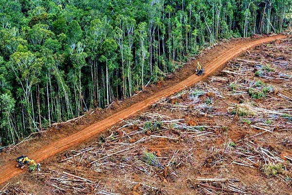 L’intelligenza artificiale cntro la deforestazione dell’Amazzonia