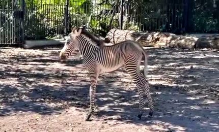 Ecco la rara zebra di Grevy appena nata al Bioparco di Roma