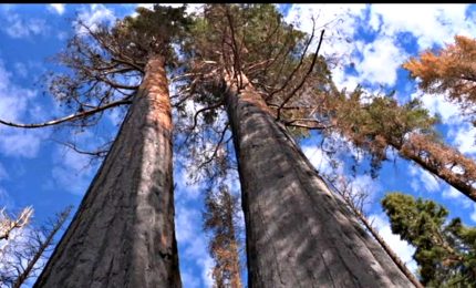 Incendi in California, l'uomo prova a salvare le sequoie giganti