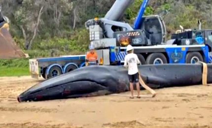 Australia, rimossa la balenottera da 25 tonnellate spiaggiata a Minnie Water
