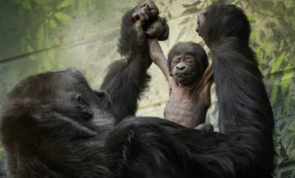 Londra, le tenere immagini del baby gorilla con la mamma