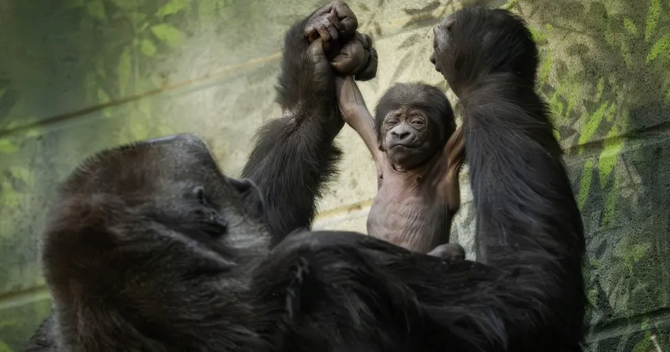 Londra, le tenere immagini del baby gorilla con la mamma
