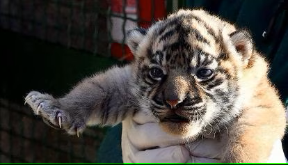 Al Bioparco di Roma è nata una tigre di Sumatra, specie ad alto rischio