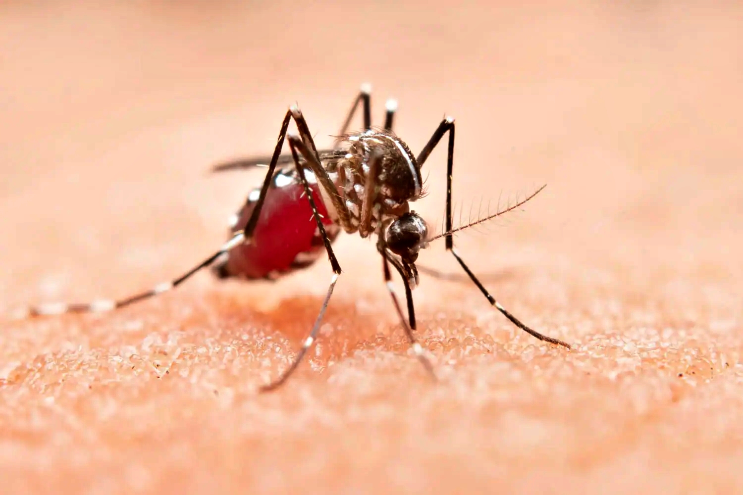 No rischi malaria in Italia ma serve Piano Marshall anti zanzare