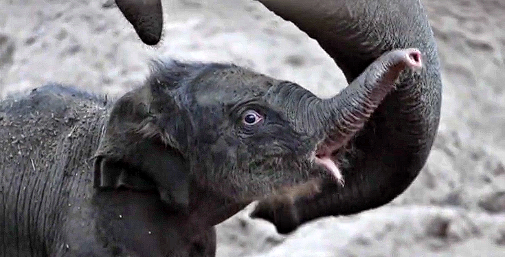 L’elefantino nato la settimana scorsa allo zoo di Copenhagen