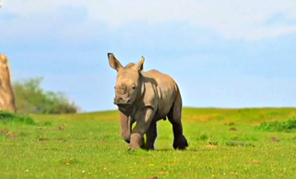 Splendido baby-rinoceronte nato nello zoo Whipsnade
