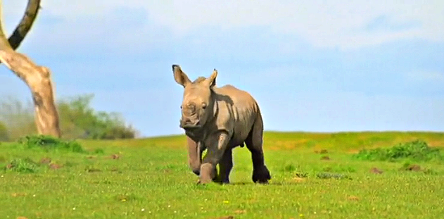rinoceronte