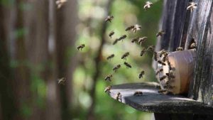 Sciame (Pixabay) IlFogliettone