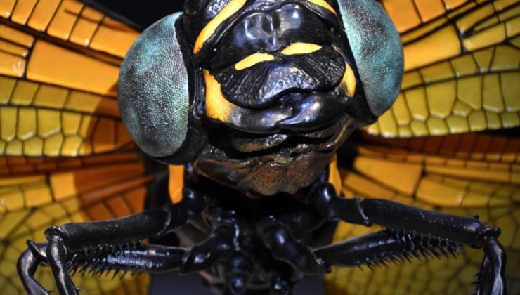 Insetto - (pexels) - IlFogliettone.it