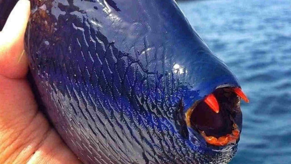 Pesce vampiro (Reddit) Ilfogliettone