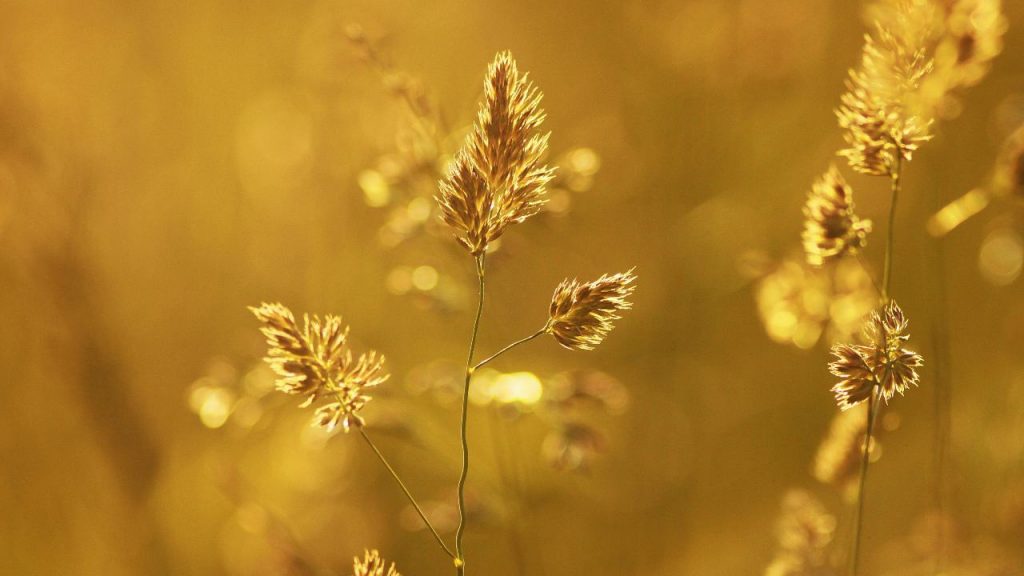 Pianta oro puro - (pexels) - IlFogliettone.it