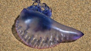 Sifonofori (Pexels) Ilfogliettone