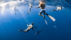 Allerta squali (pexels) - IlFogliettone.it