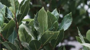 Alloro (Pexels) Ilfogliettone