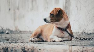 Cane in catene (pexels) - IlFogliettone.it