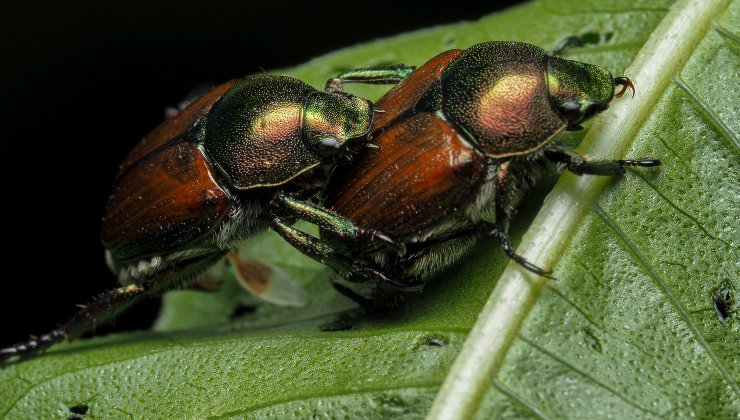 Coleottero giapponese - (pexels) - IlFogliettone.it