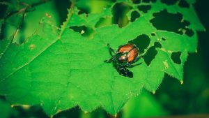 Coleottero giapponese - (pexels) - IlFogliettone.it