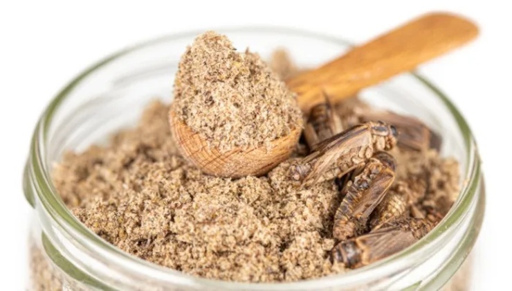 Farina di grillo (ecodibergamo) - IlFogliettone.it