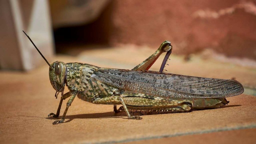 Grillo (pexels) - IlFogliettone.it