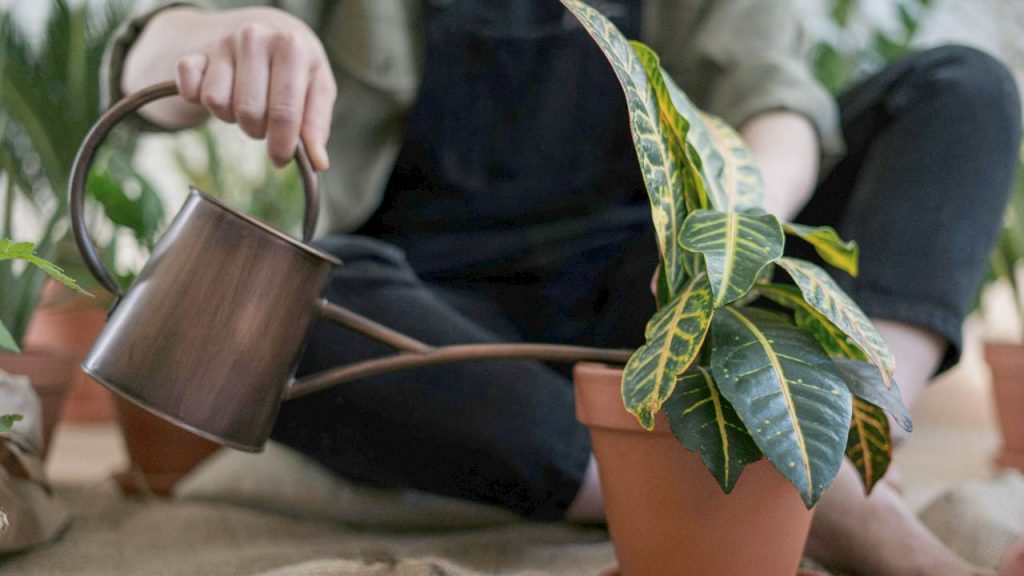 Irrigare le piante (pexels) - IlFogliettone.it