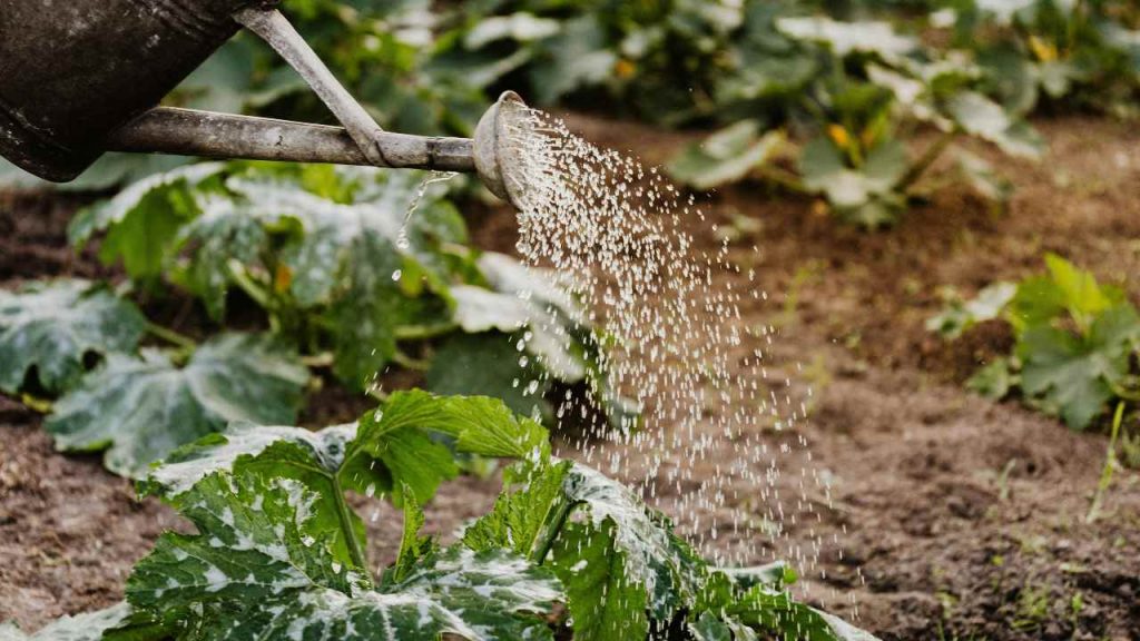 Irrigazione dell'orto (pexels) - IlFogliettone.it