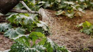 Irrigazione dell'orto (pexels) - IlFogliettone.it