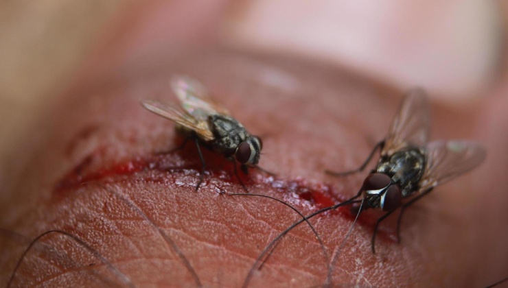 Mosche (pexels) - IlFogliettone.it