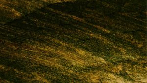 Oro (Pexels) Ilfogliettone