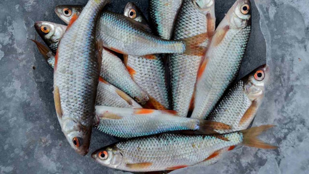 Pesce (pexels) - IlFogliettone.it