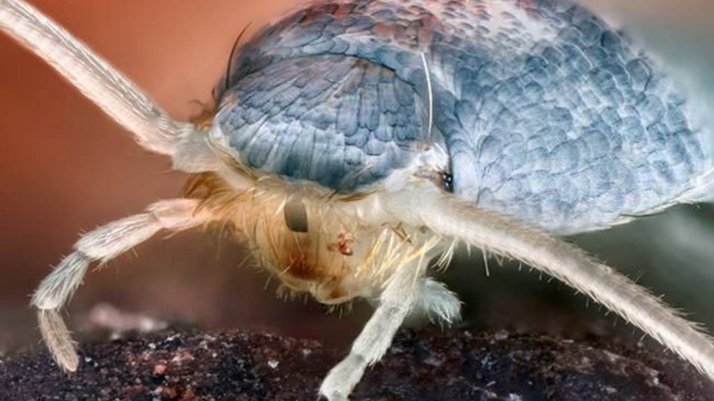 Pesciolino d’argento (pexels) - IlFogliettone.it